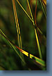 Wild Grass Blades