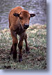 Baby Bison, Yellowstone, WY