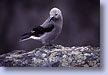 Bird on Lichen, Yellowstone, WY