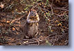 Squirrel, Cambria, CA