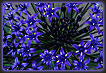 Fireworks - Agapanthus