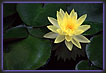 Water Lily