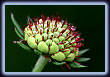 Bud of Flowering Chive