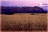 Moon's Meadow, Zion, UT