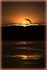Pelican in Sunset, Pismo Beach Cliffs, CA