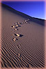 Footprinted Dune Crest - Death Valley