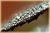 Dew Drops on Rose Leaf