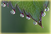 Jeweled Rose Leaf