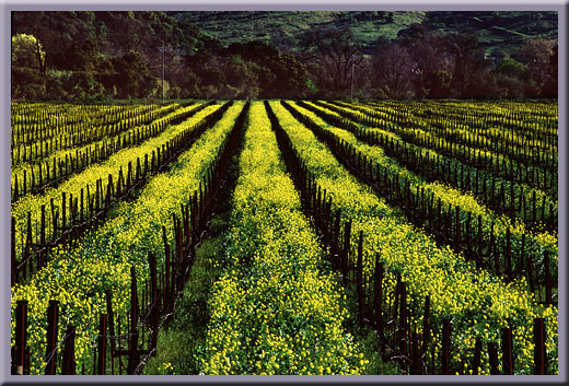 Spring Mustard - Napa Valley