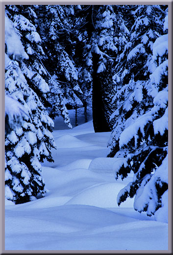 Winter's Wonder - Sequoia National Park, CA