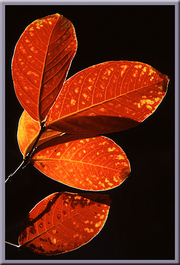 Crepe Myrtle in Autumn