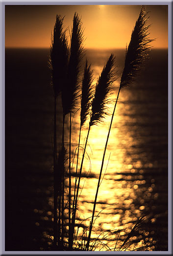 Shores of Summer - Big Sur, CA