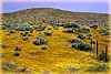 Spring Goldenrod - Antelope Valley, CA