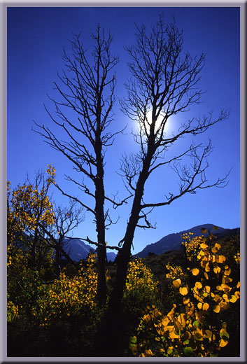 Autumn Aspen